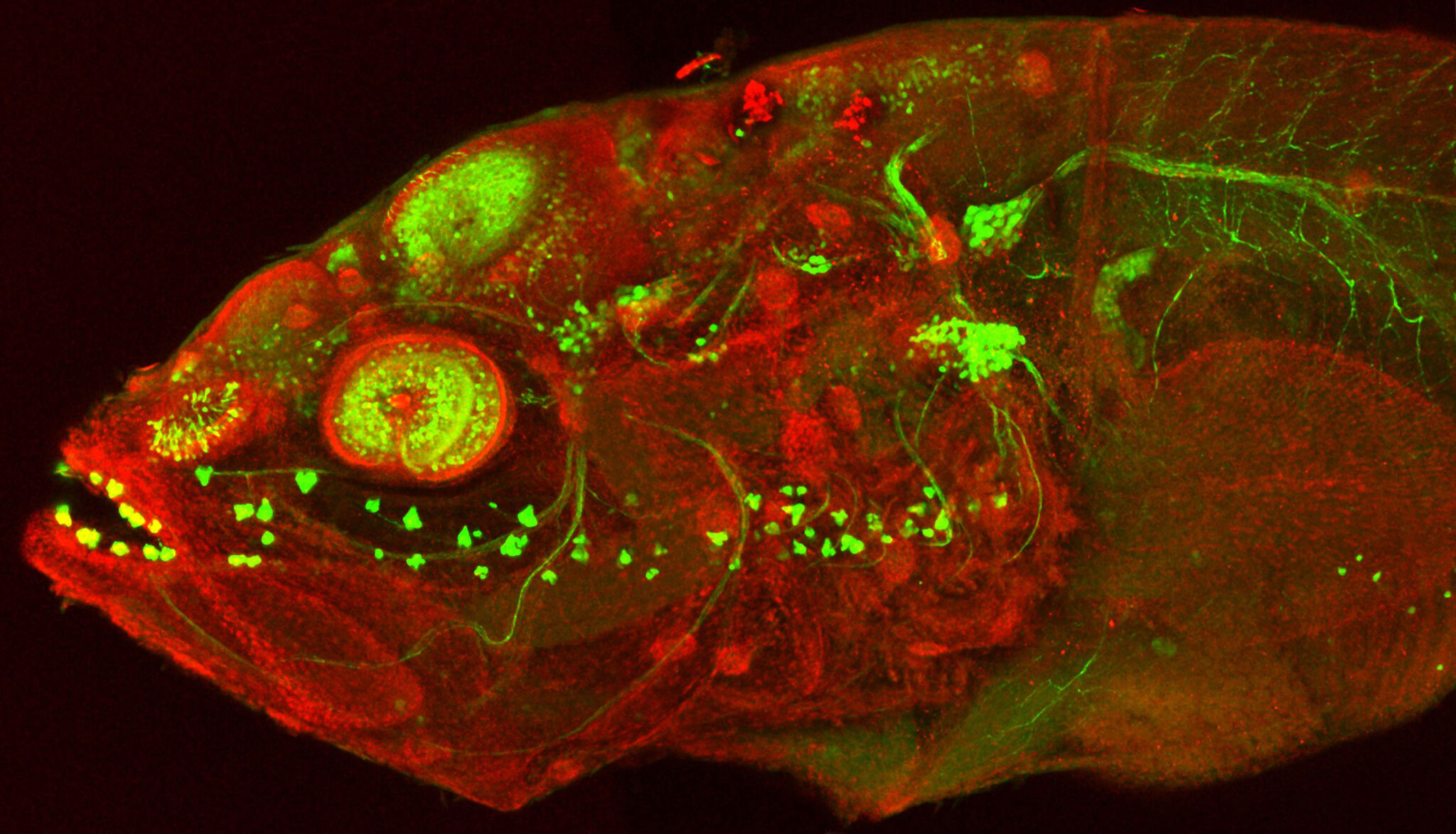 Am I a Cavefish? Exploring the Evolutionary Adaptations and Medical Insights from Blind Cavefish